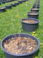 plantarea afinilor in ghivece