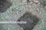plantarea afinilor la groapa
