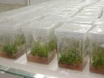 inmultirea afinilor 'in vitro'