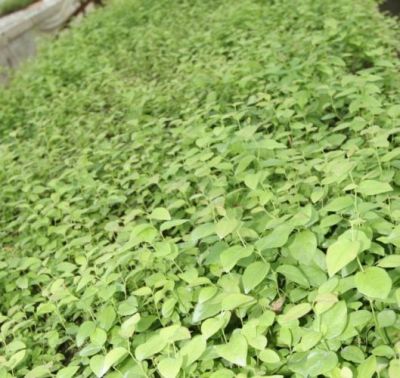 afini in pepiniera Natural Invest
